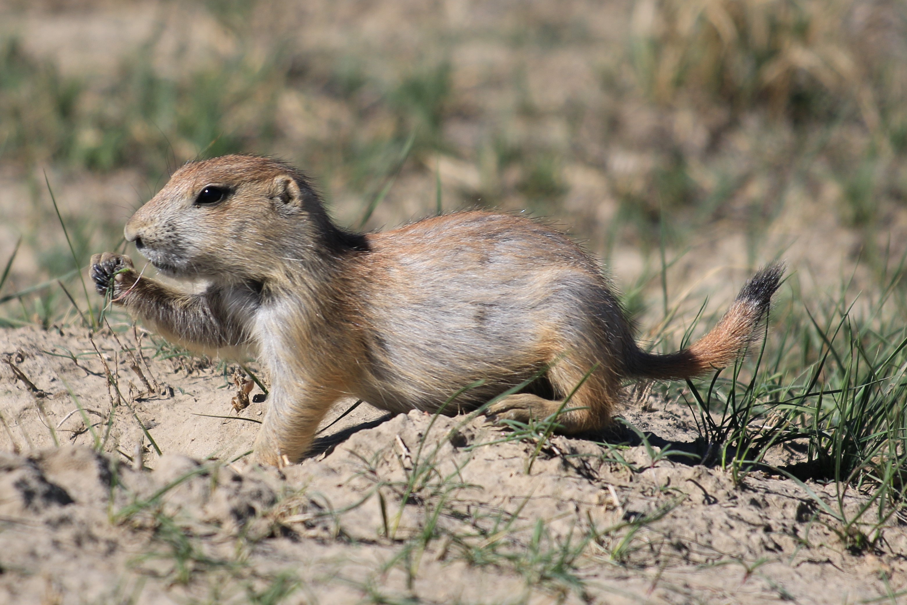 Theodore Roosevelt NP